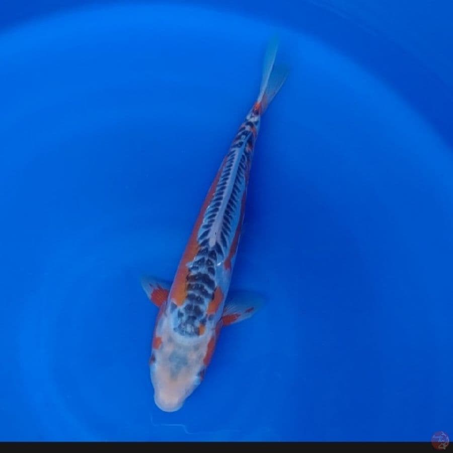 Koi Import Jepang Shusui (Sertifikat Yamaju) 30cm