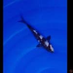 Koi Import Jepang Shiro Utsuri (Sertifikat Omosako) 21cm