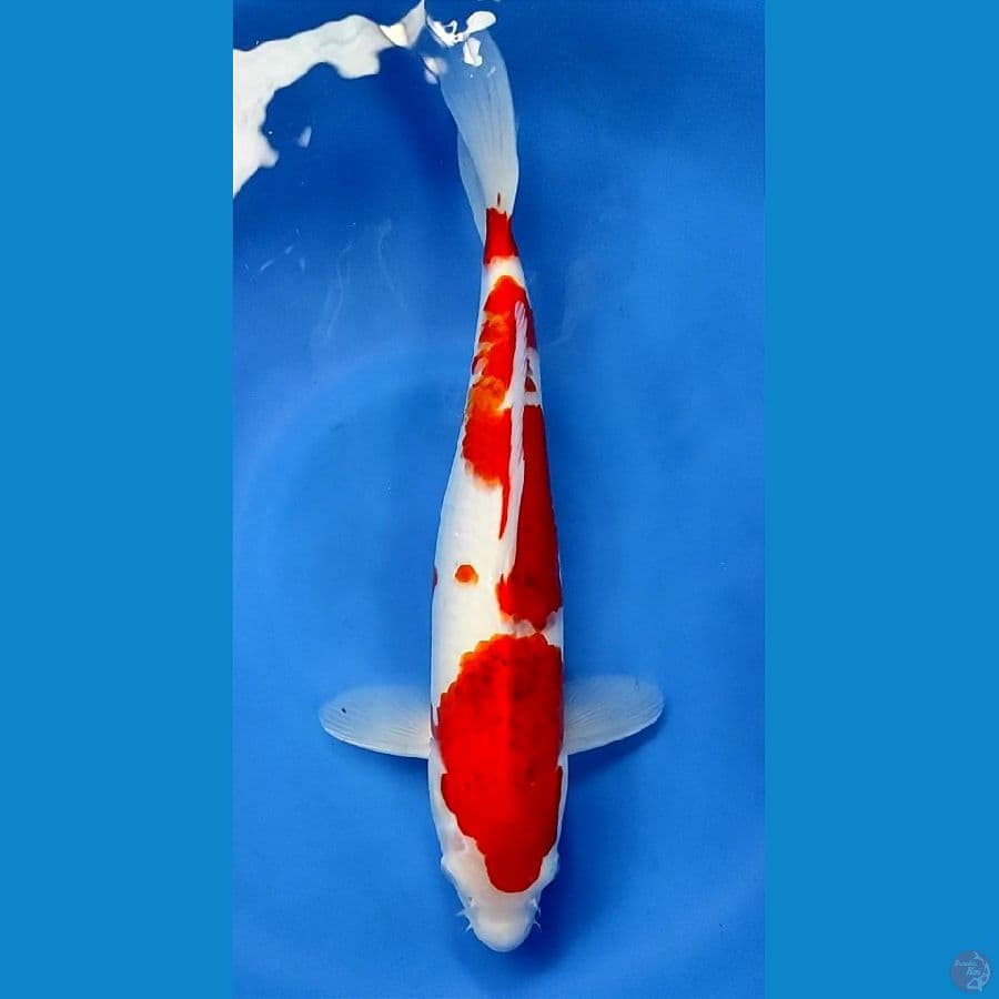 Aaigoromo 40cm Female