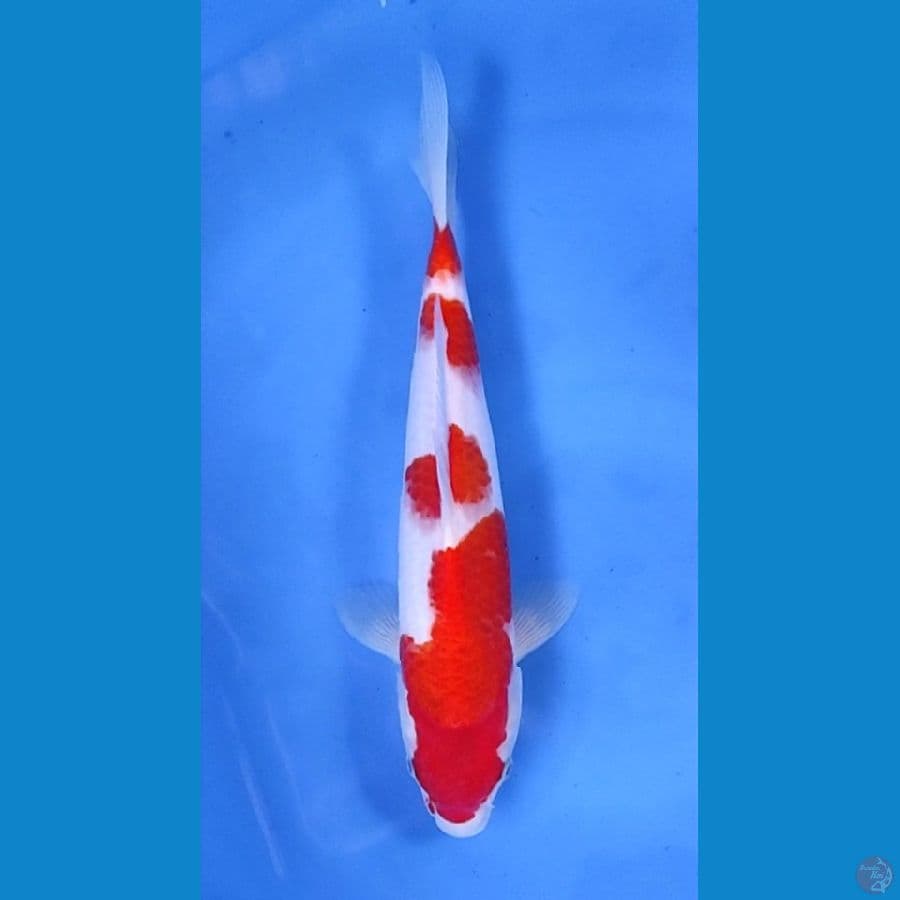 Aigoromo 35cm