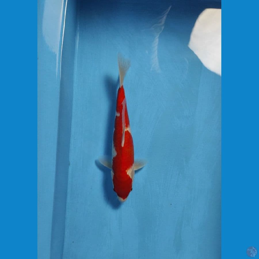kohaku 34cm