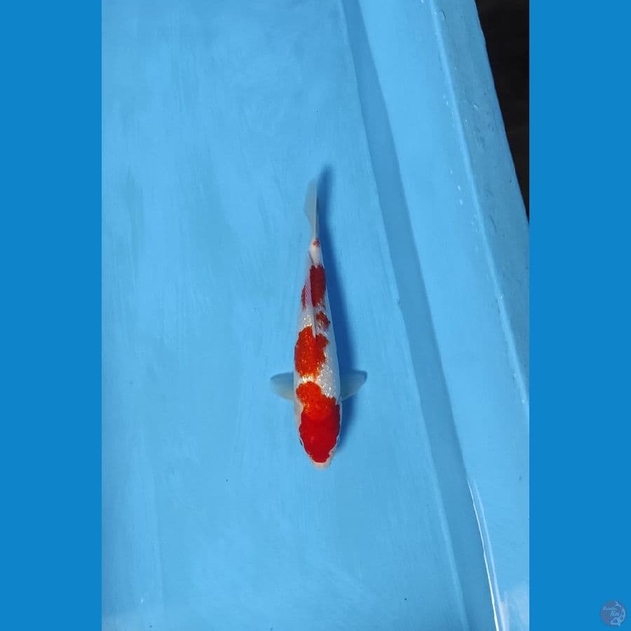 kohaku gindrind 32cm