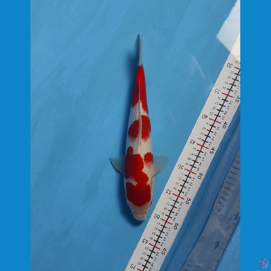 kohaku 32cm