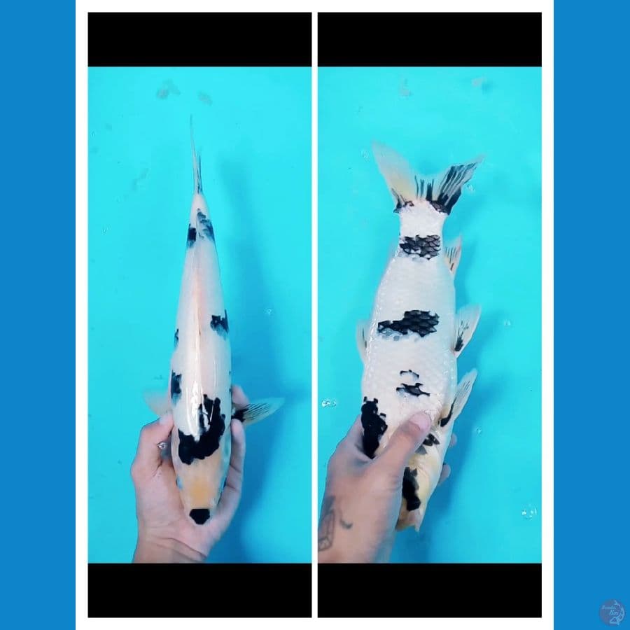 SHIRO SQ 33CM