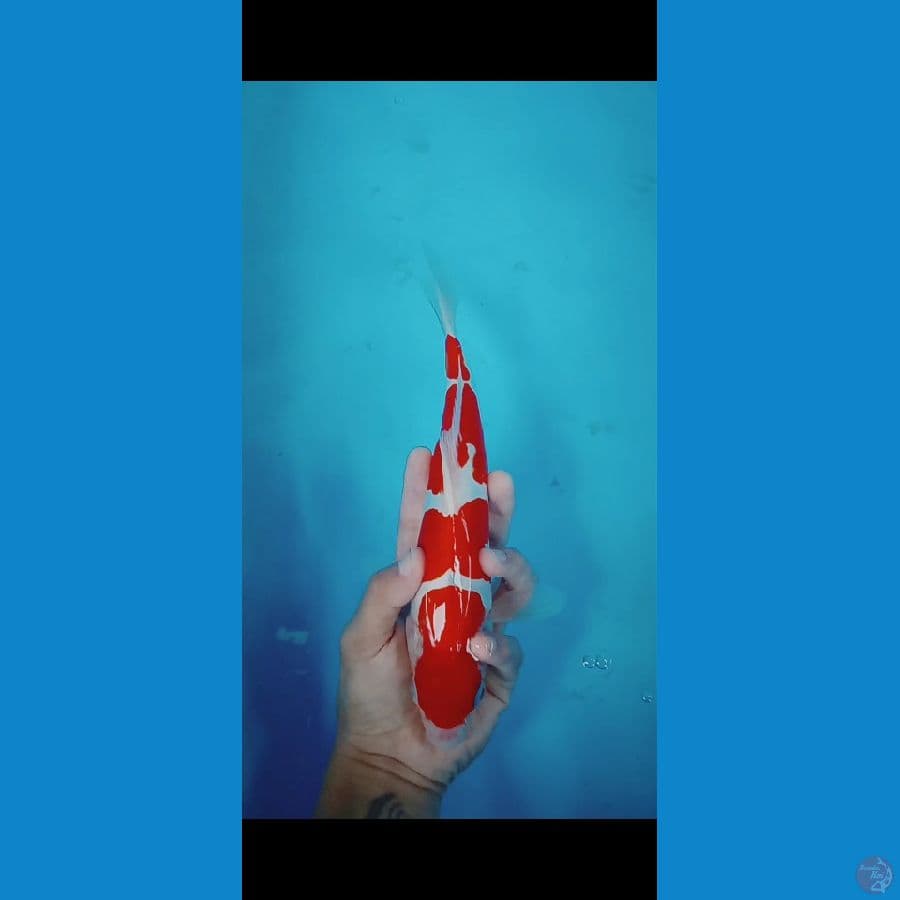 Kohaku doitsu murni 29cm