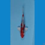 red kujaku male 22 cm