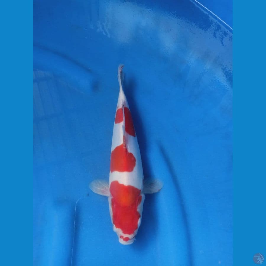 kohaku doitsu minus ekor dikit