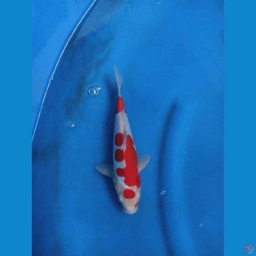 kohaku doitsu