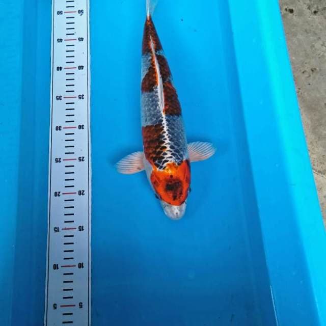 KUJAKU TORPEDO