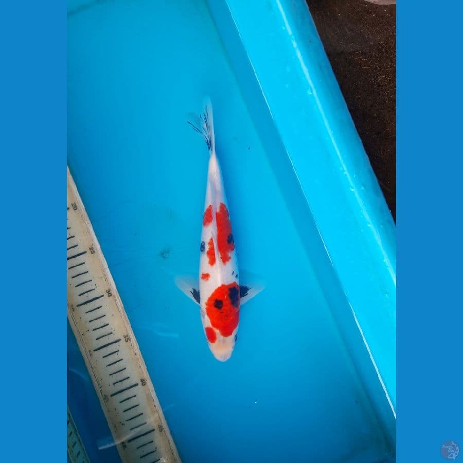 Kindai Showa 27cm Male