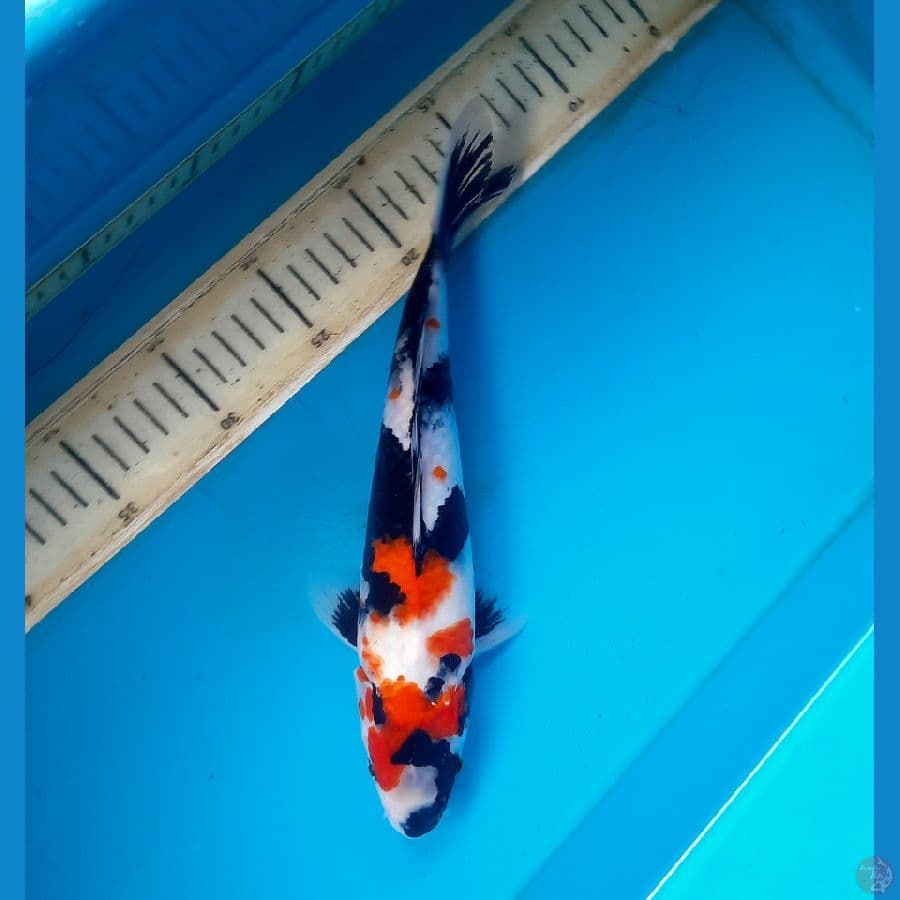 Showa sanshoku 28cm Male