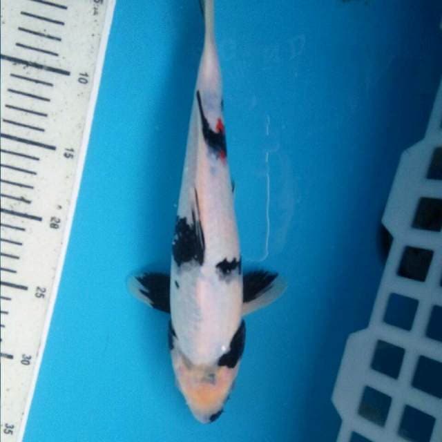 Shiro