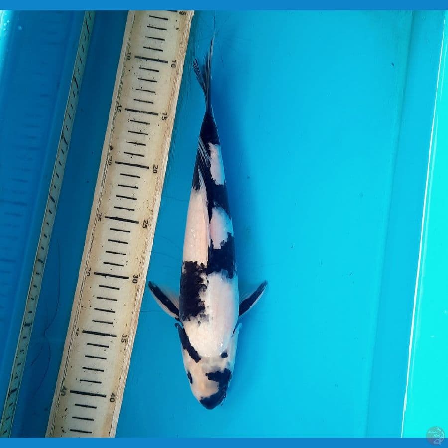 Ichimatsu shiro utsuri 31cm Male