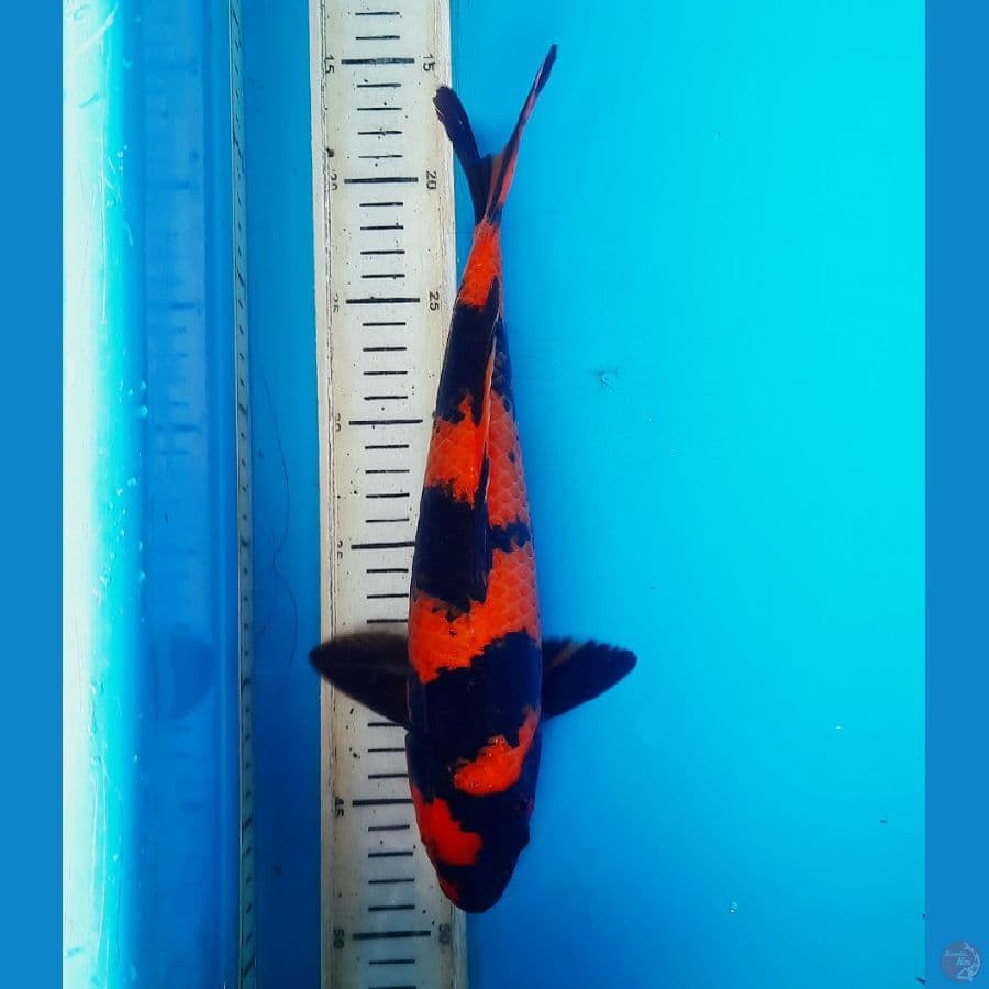 Strong Hiu tembus 32cm Male