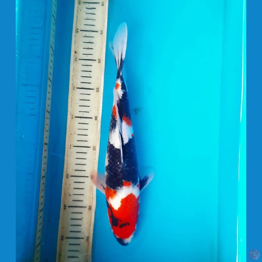 HQ Showa sanshoku 34cm Male