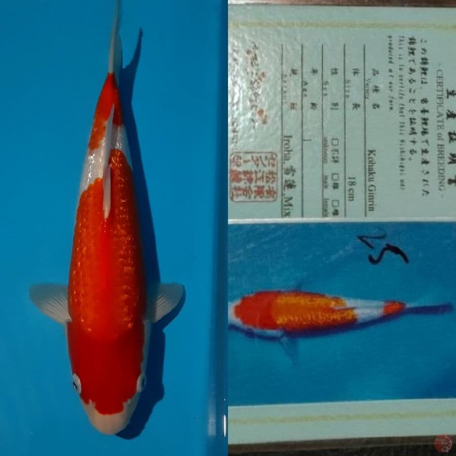 G.Kohaku 32cm ????hott item????