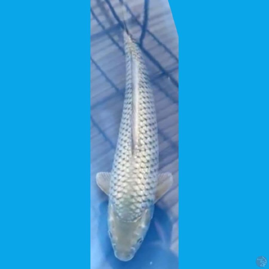 SORA MANTAP JANTAN #47cm