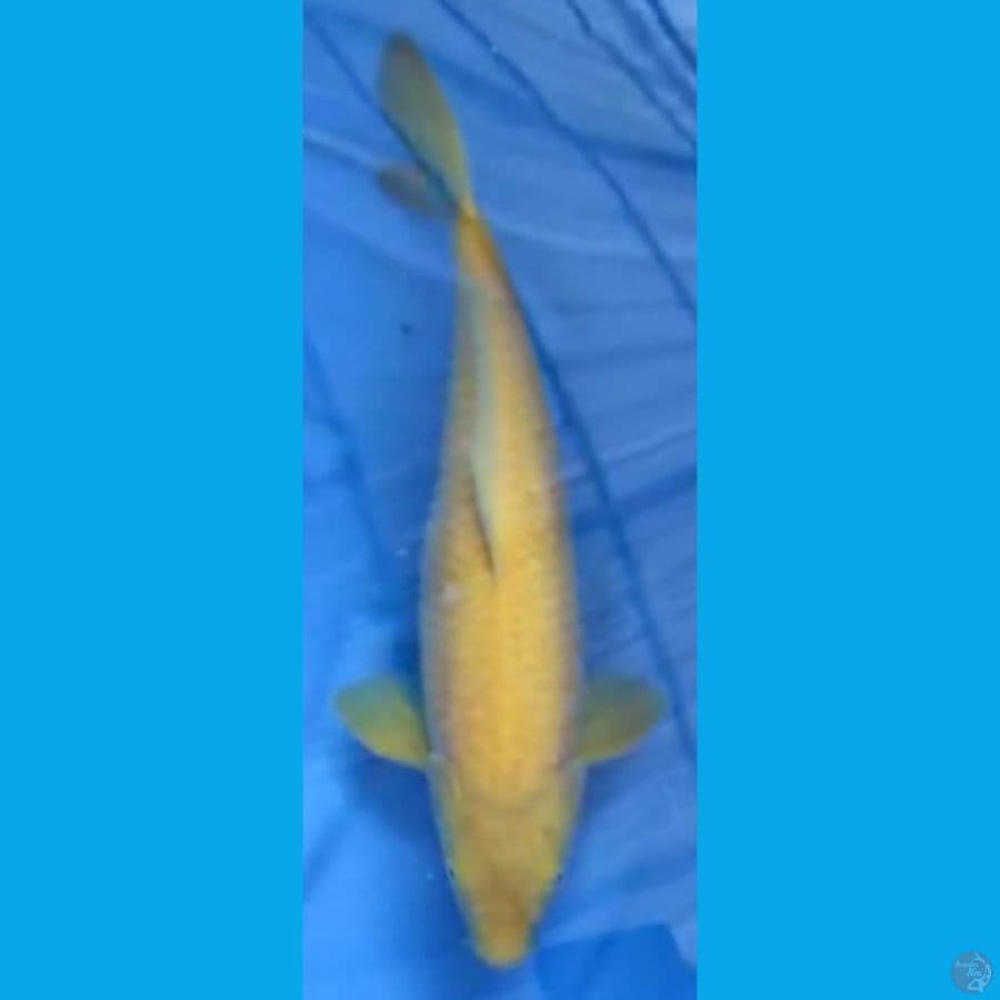 SI PALING YELLOW #47cm