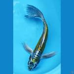 1. kumpay benykiko ///38cm 