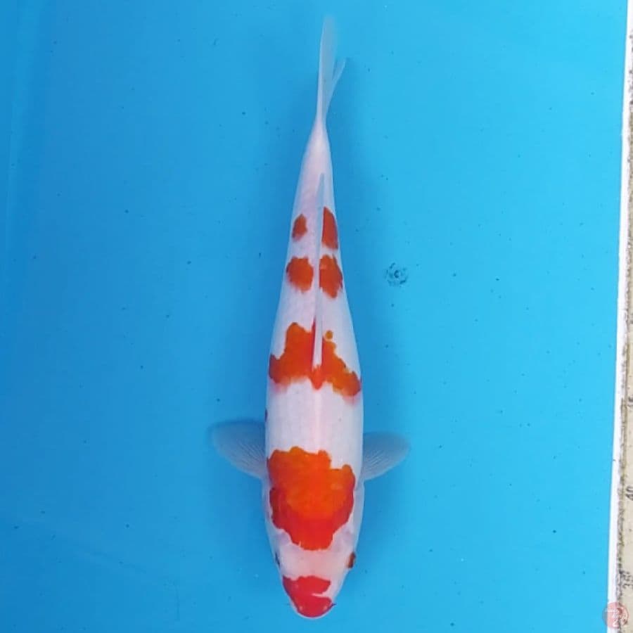 Kohaku ~33