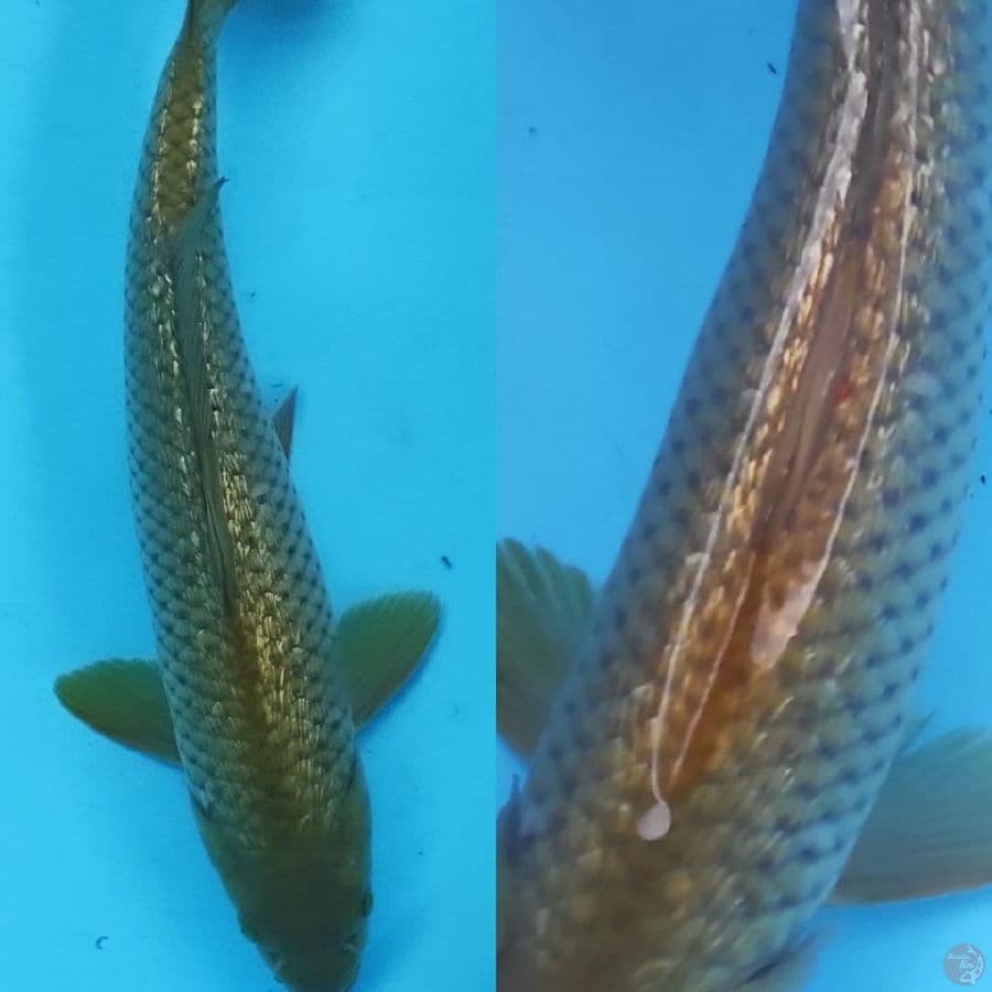 ginrin polosan ///34cm