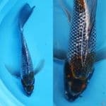 4. kumpay antikan ginrin // 30cm 