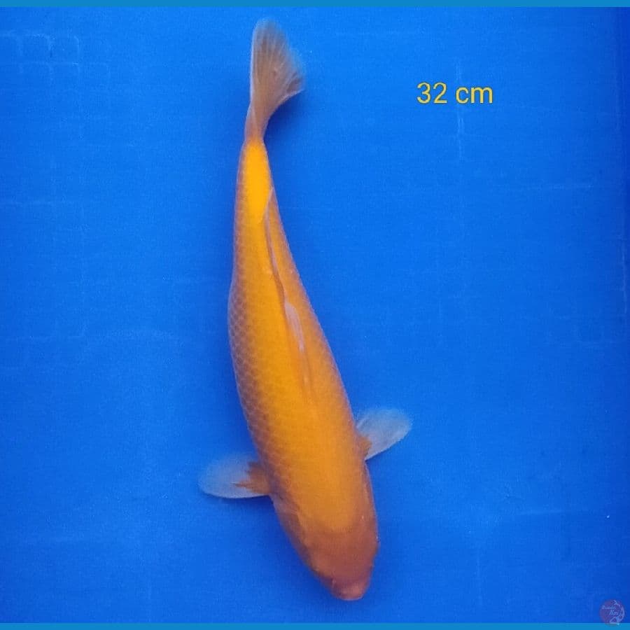 karashi mata merah