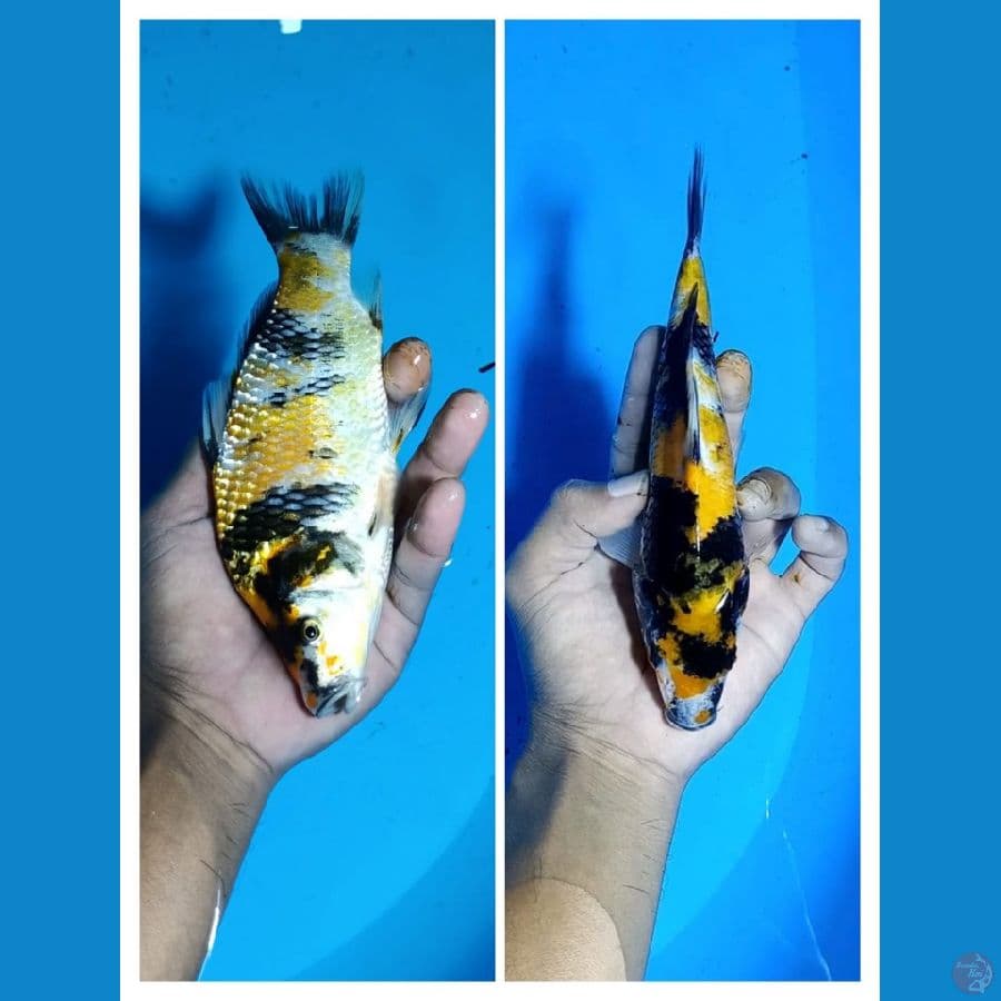 F1 Ki Showa sansoku sz 19cm
