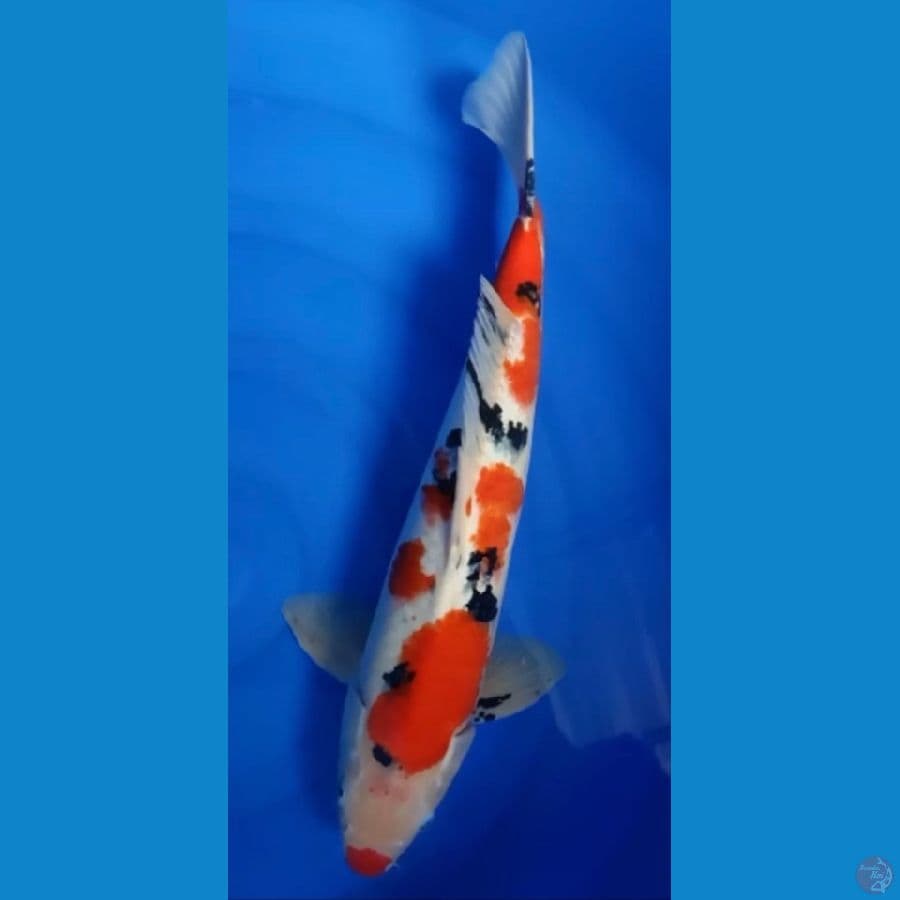 sanke 47 cm