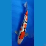 sanke 47 cm