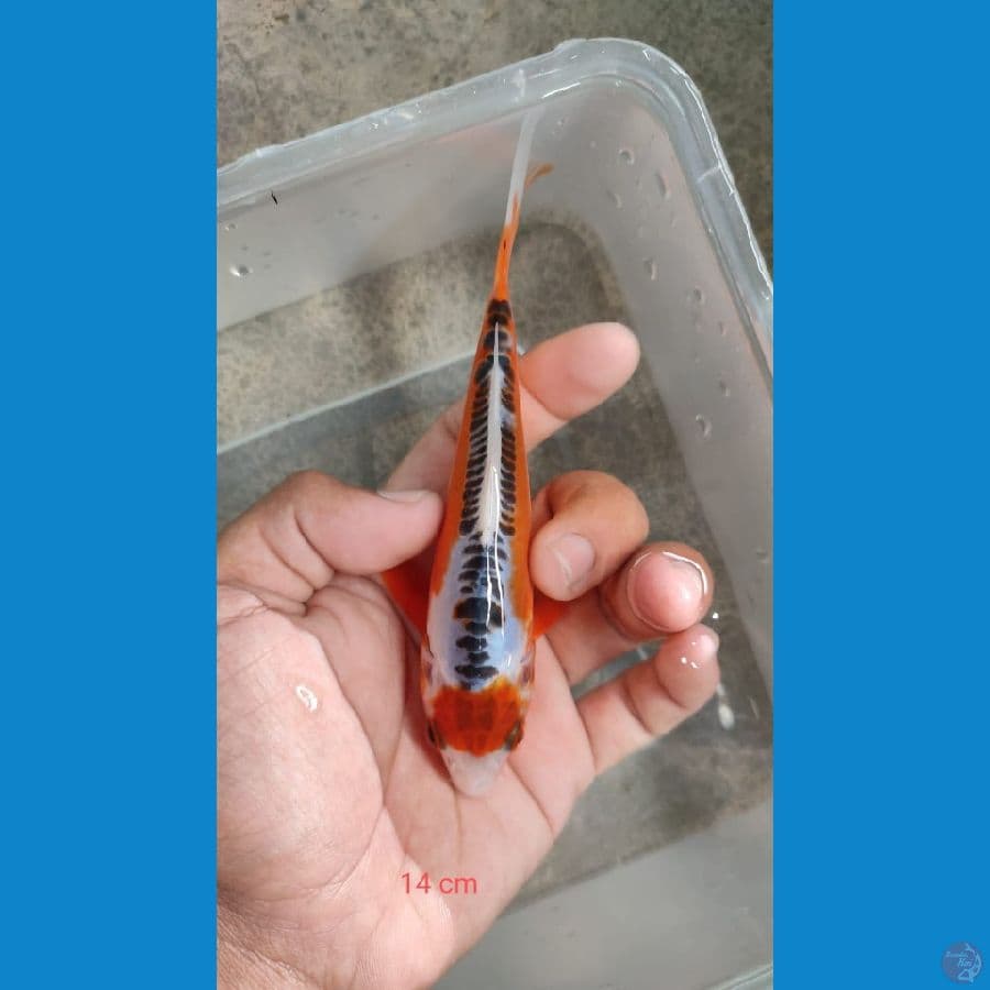 shusui 14 cm