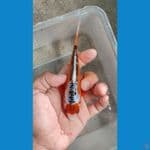 shusui 14 cm