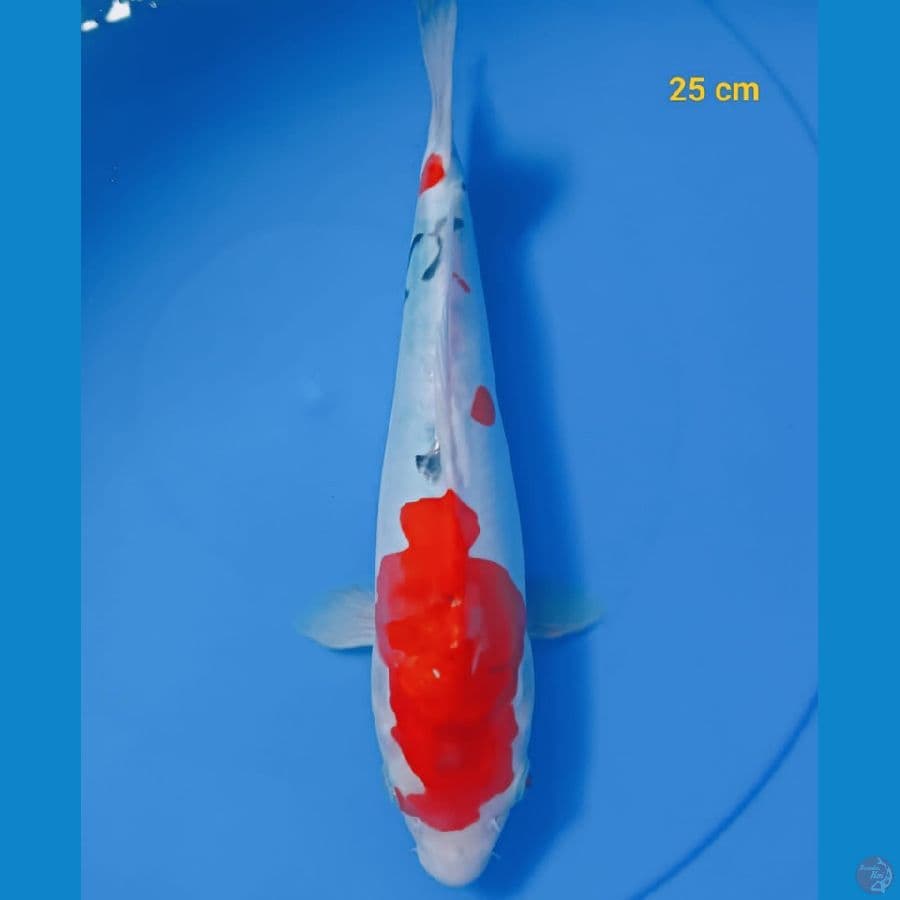 Showa doit 25 cm