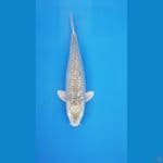 METALIC GINDRIN SORAGOI 45CM