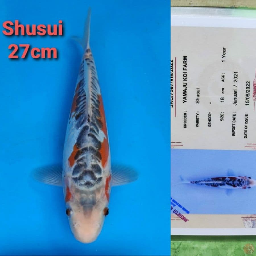 YAMAJYU SHUSUI 27CM SERTI