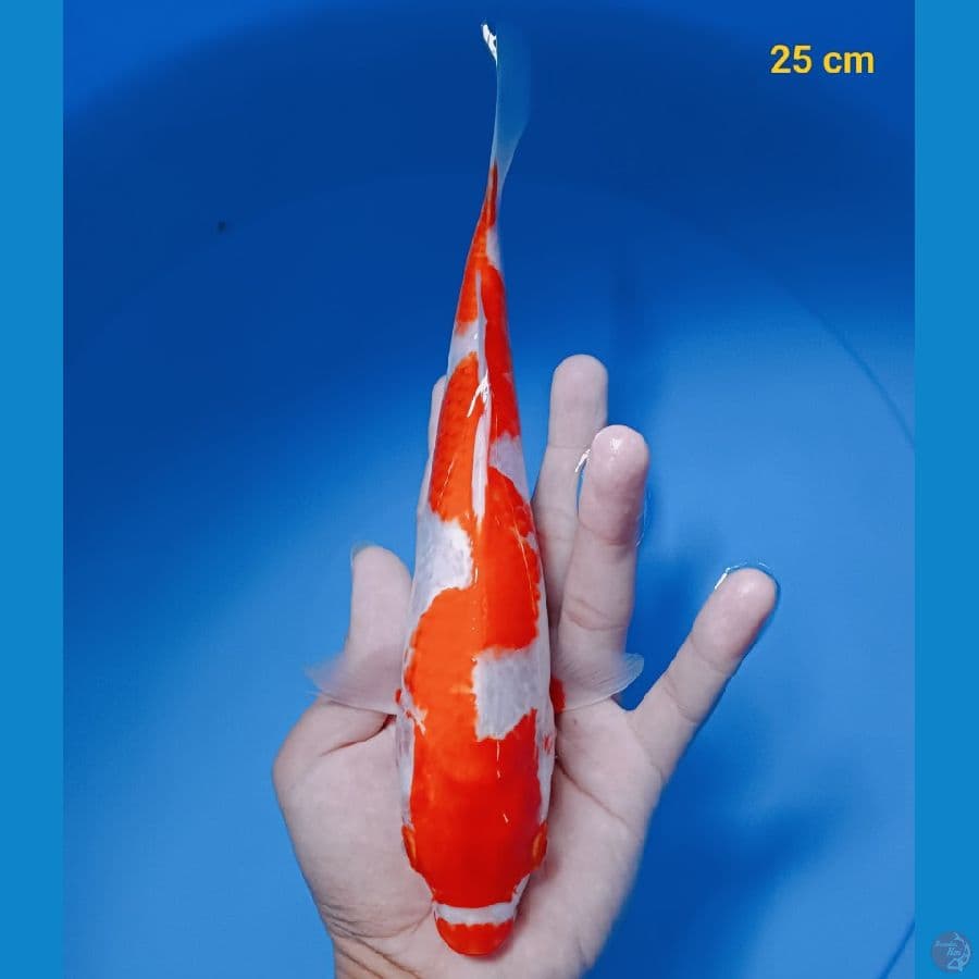 inazuma 25 cm