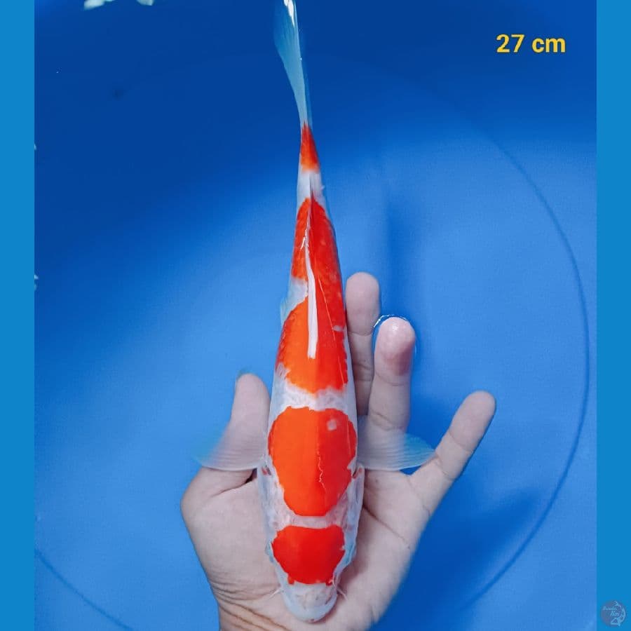 Maruren 27 cm