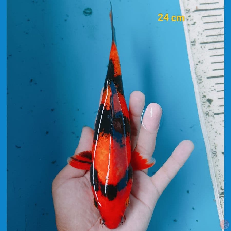Hi Utsuri 24 cm