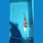 sanke doitsu 26 cm female