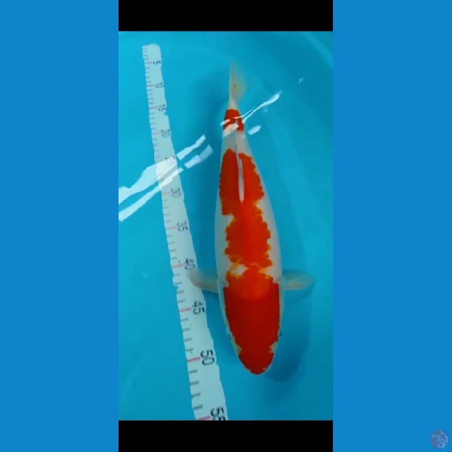 Kohaku good body F 41cm