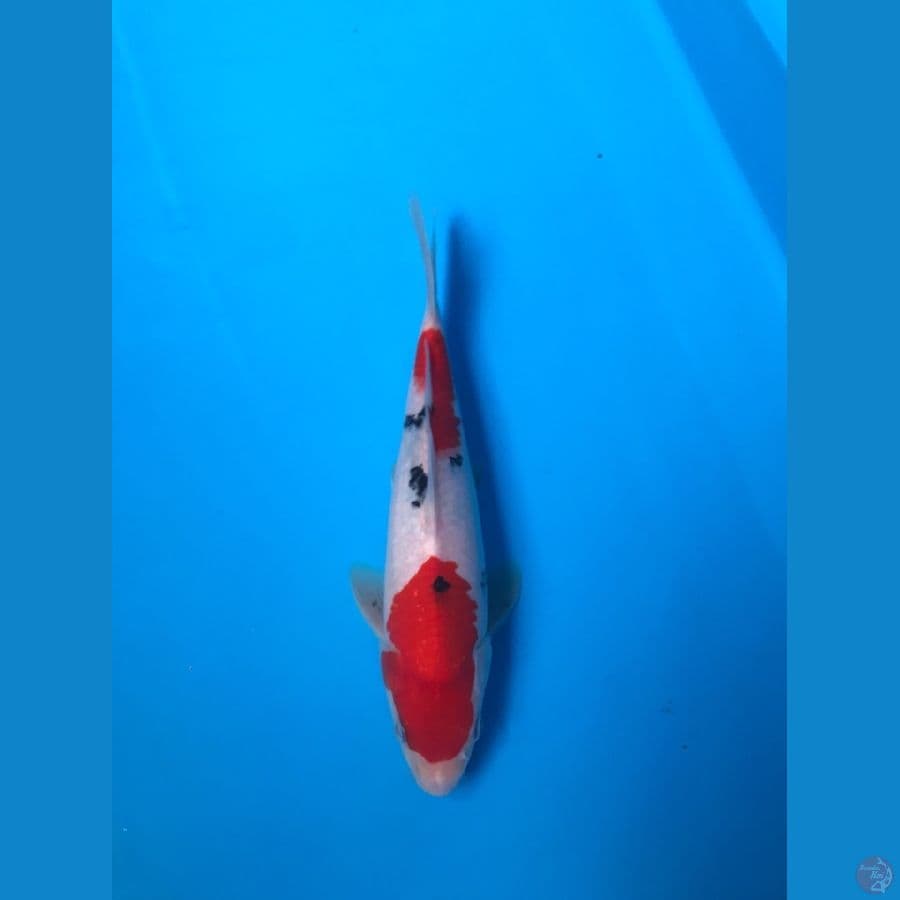 25cm male