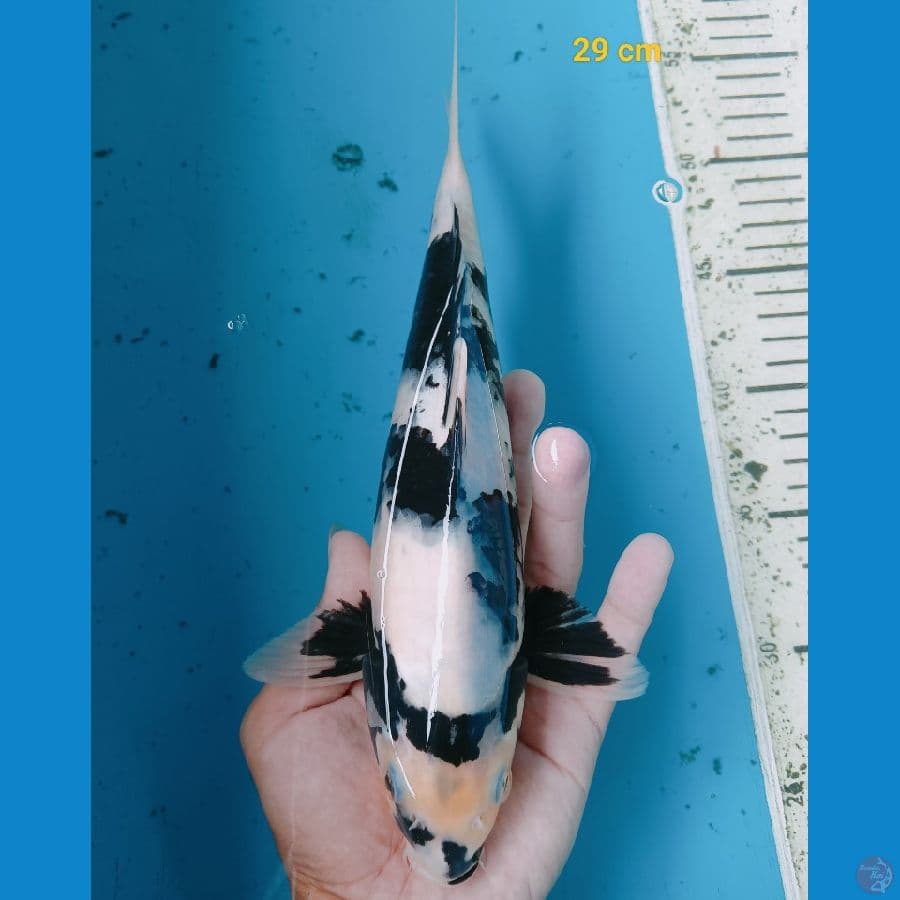 Shiro 29 cm