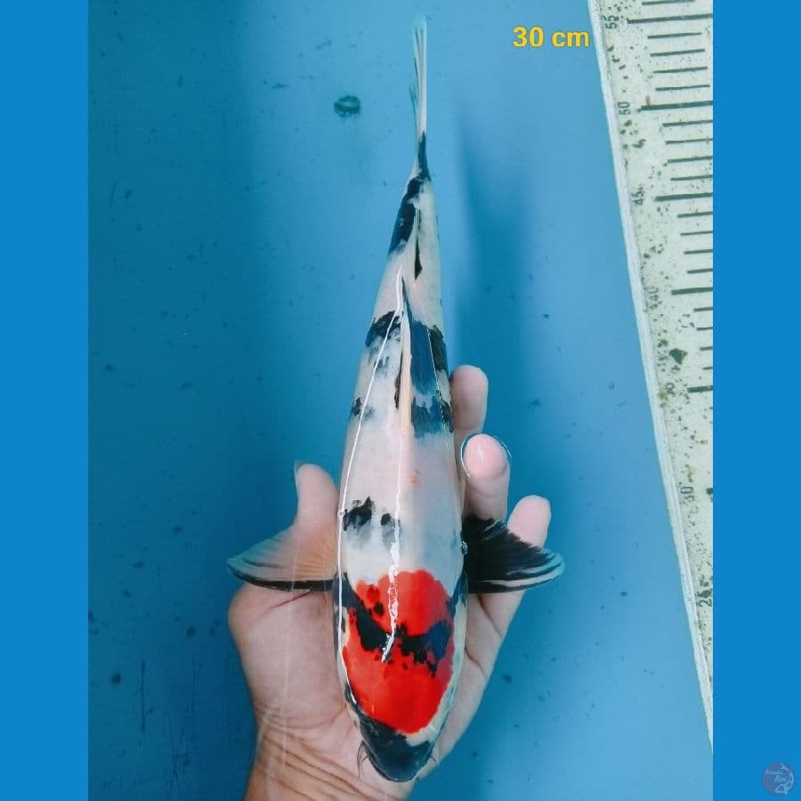 Tancho showa 30 cm