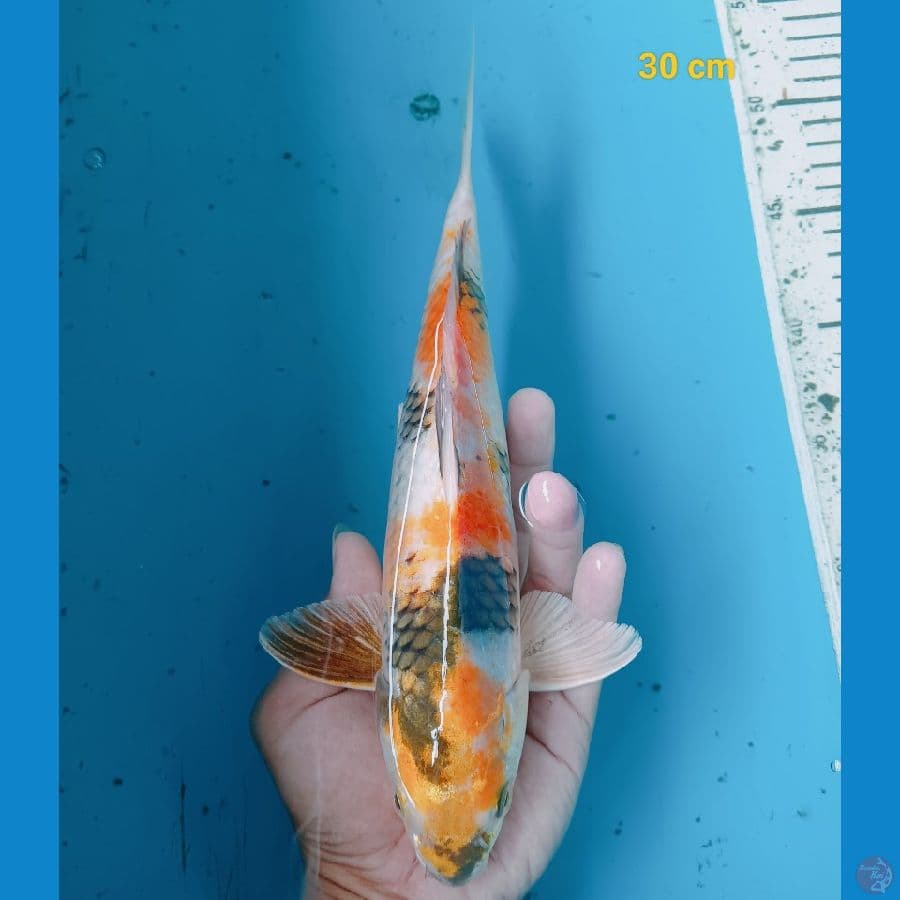 Ki Showa 30 cm