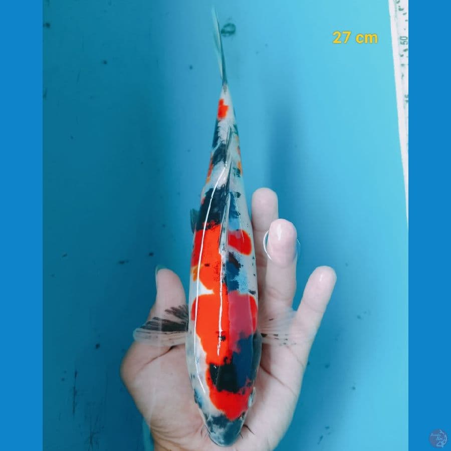 Showa doit 27 cm