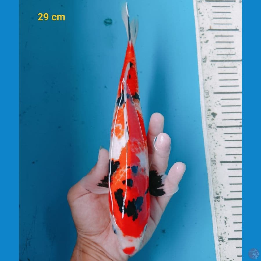 Showa 29 cm