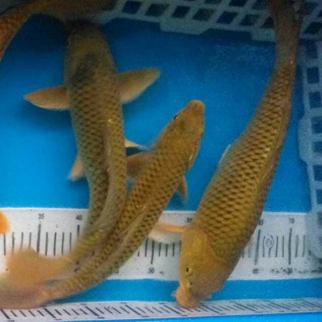 Mix 3 ekor berpunuk