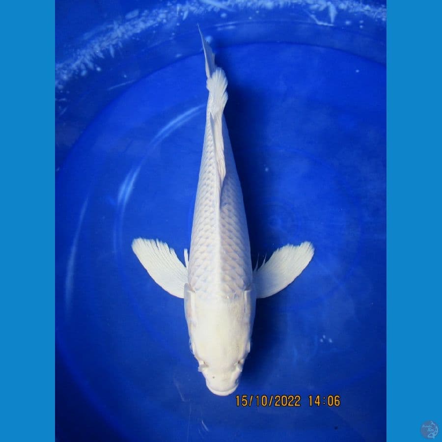 kumpay platinum 32 cm