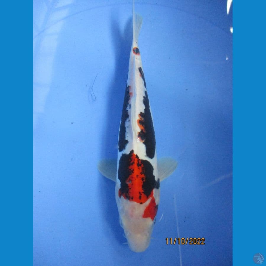 benikumon 28 cm