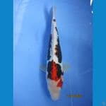 benikumon 28 cm